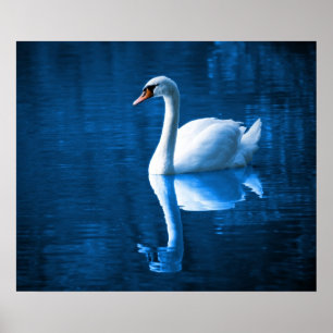 Poster Swan