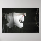 Poster Swan Swimming (Voorkant)