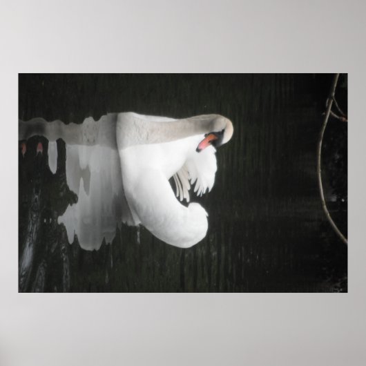 Poster Swan Swimming (Voorkant)
