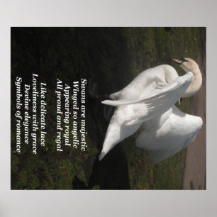 Poster swans zijn voor het grootste deel afkomstig
