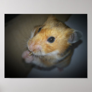 Poster Syrische hamster