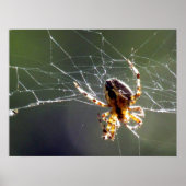 Poster - Tangled Web (Voorkant)