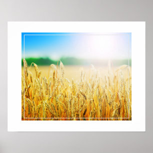 Poster-tarwe Poster