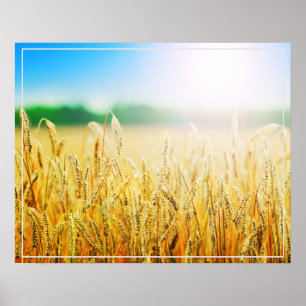 Poster-tarwe Poster