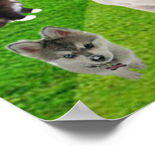 Poster tegen dierenmishandeling stoppen (Hoek)