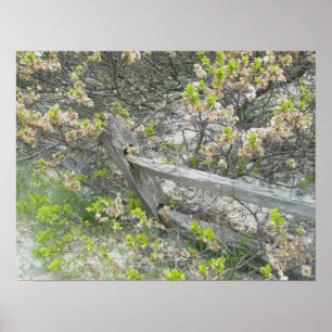 Poster tegen Dunes IBSP