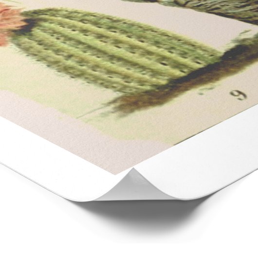  Poster ter illustratie van botanische cactus (Hoek)