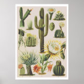  Poster ter illustratie van botanische cactus (Voorkant)