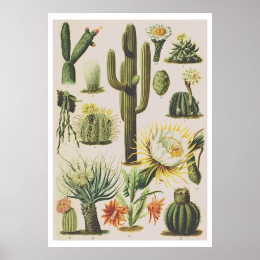 Poster ter illustratie van botanische cactus (Voorkant)