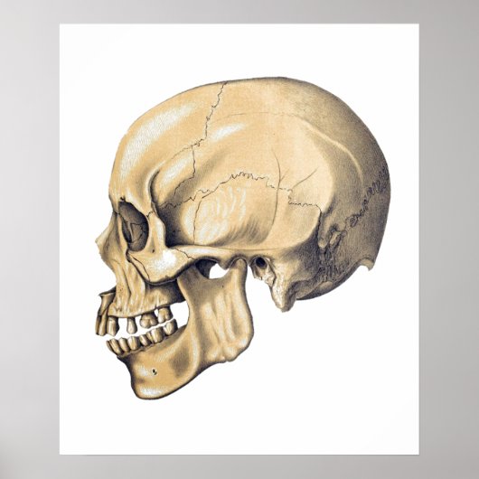  Poster ter illustratie van de schedel (Voorkant)