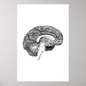 Poster ter illustratie van hersenanatomie (Voorkant)