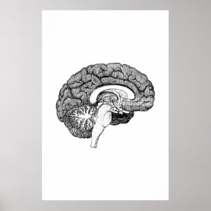 Poster ter illustratie van hersenanatomie
