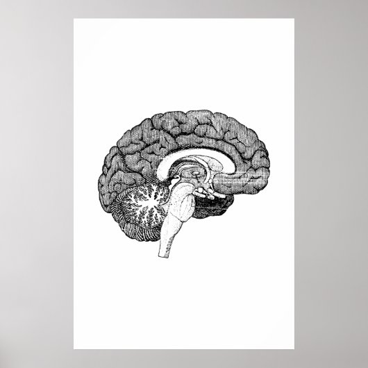 Poster ter illustratie van hersenanatomie (Voorkant)