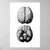Poster ter illustratie van hersenanatomie (Voorkant)