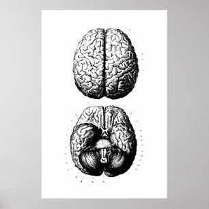 Poster ter illustratie van hersenanatomie