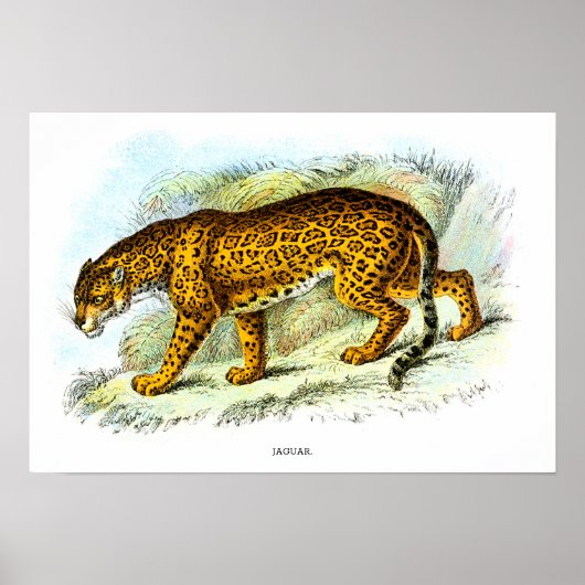  Poster ter illustratie van jaguar-dieren (Voorkant)
