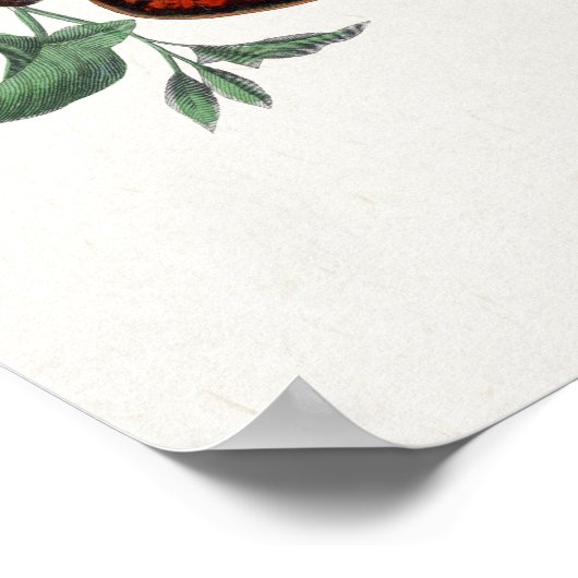 Poster ter illustratie van vlinder (Hoek)