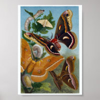 Poster ter illustratie van vlinder