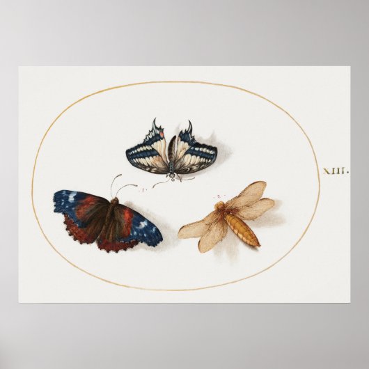 Poster ter illustratie van vlinder (Voorkant)