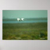 Poster - Tern in vlucht (Voorkant)
