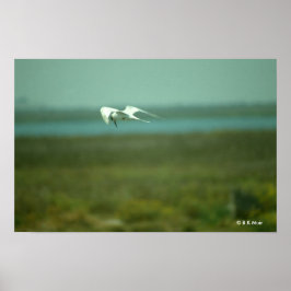 Poster - Tern in vlucht