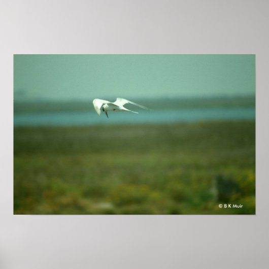 Poster - Tern in vlucht (Voorkant)