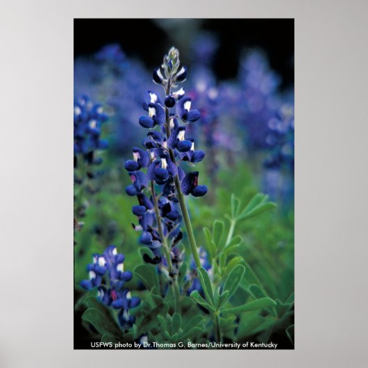 Poster / Texas Bluebonnet (Voorkant)