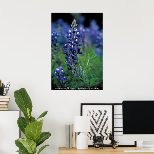 Poster / Texas Bluebonnet (Thuiskantoor)