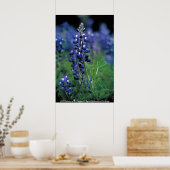 Poster / Texas Bluebonnet (Keuken)