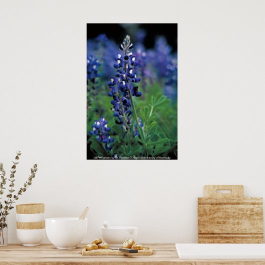 Poster / Texas Bluebonnet (Keuken)