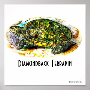 Poster Texas-Diamondback-Terrapin uit Junglewalk