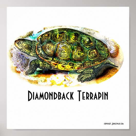 Poster Texas-Diamondback-Terrapin uit Junglewalk (Voorkant)