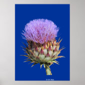 Poster - Thistle (Voorkant)