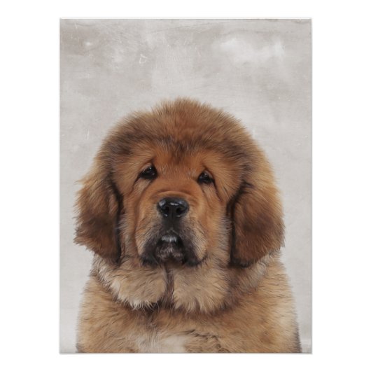 Poster Tibetan Mastiff (Voorkant)