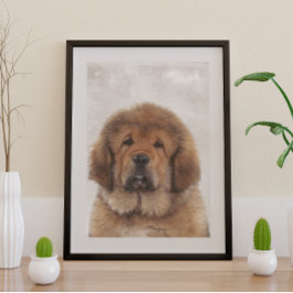 Poster Tibetan Mastiff