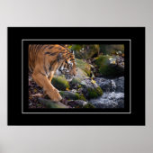 Poster Tiger (Voorkant)