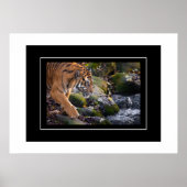 Poster Tiger (Voorkant)
