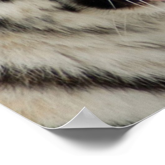 Poster Tiger (Hoek)