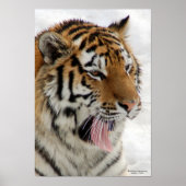 Poster Tiger (Voorkant)