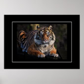 Poster Tiger (Voorkant)