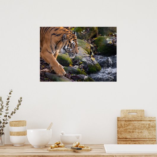 Poster Tiger (Keuken)