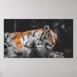 Poster Tiger