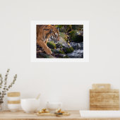 Poster Tiger (Keuken)