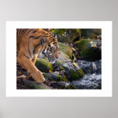 Poster Tiger (Voorkant)