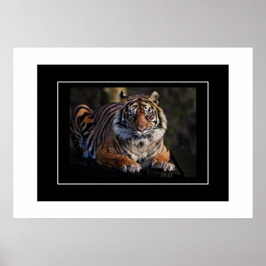 Poster Tiger (Voorkant)