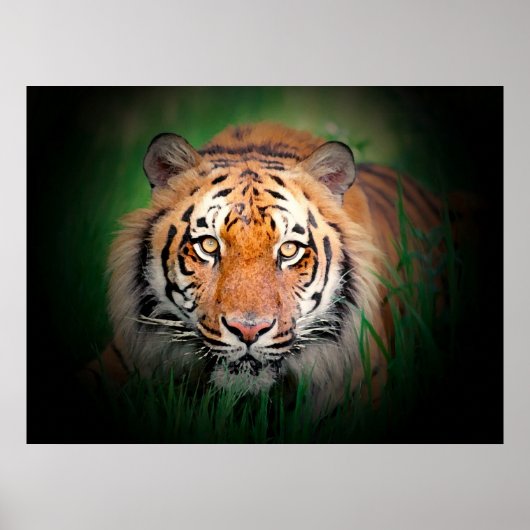 Poster Tiger (Voorkant)