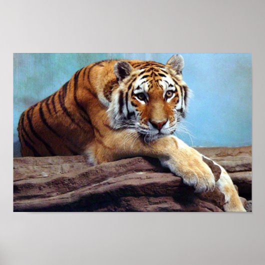 Poster Tiger (Voorkant)