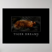 Poster Tiger Dreams (Voorkant)