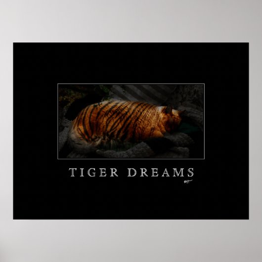 Poster Tiger Dreams (Voorkant)
