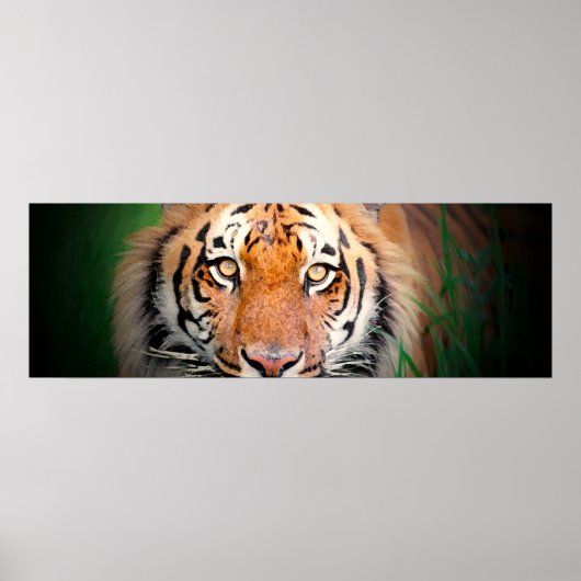 Poster Tiger Eyes (Voorkant)